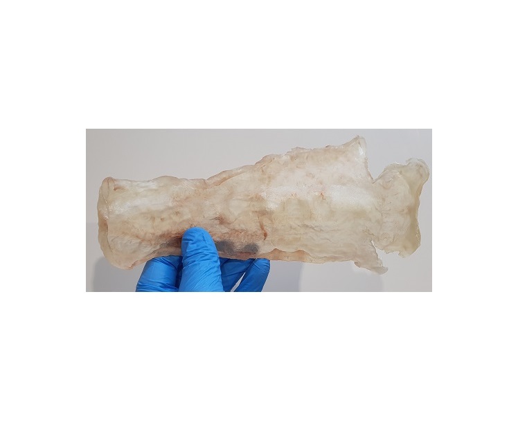 High Quality Premium New Zealand Ling Fish Maw For Whole Sale