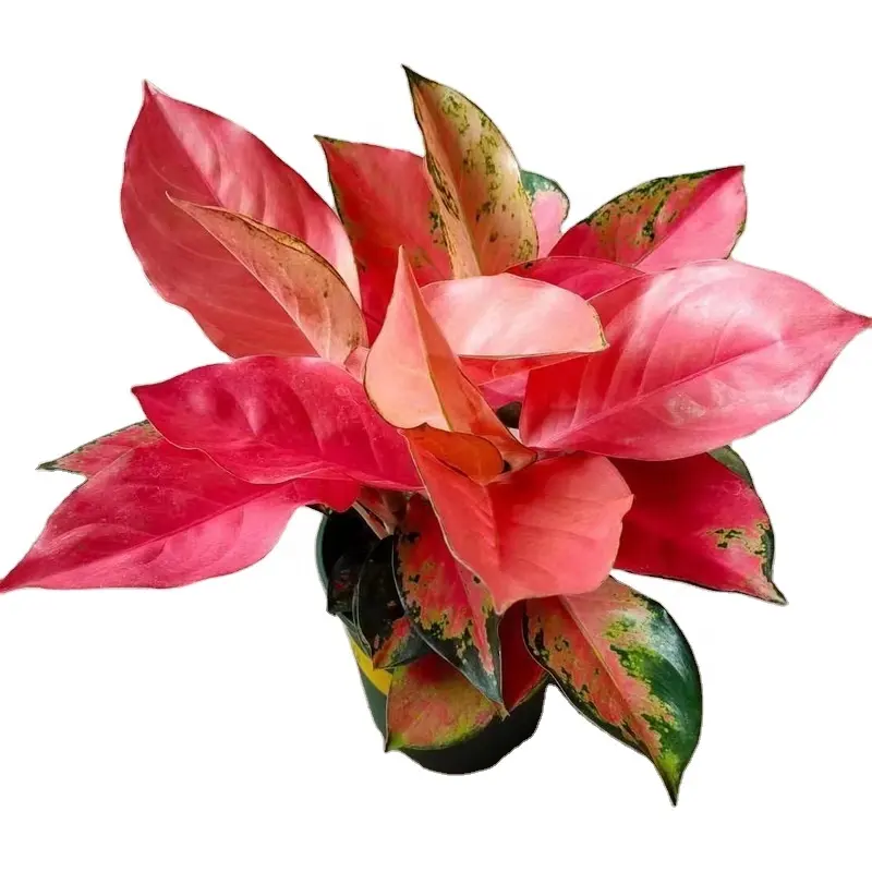 hotsale popular beautiful China Red Aglaonema ornamental live real plant bonsai for decorative