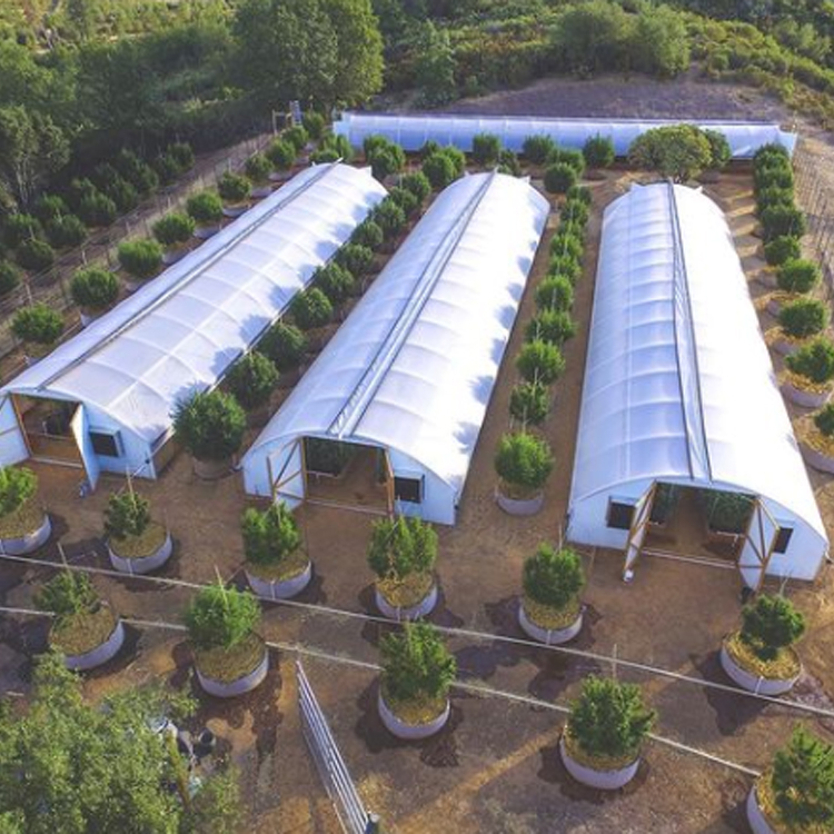 Factory Wholesale sell small mini low cost frame polycarbonate commercial garden greenhouses green house greenhouse