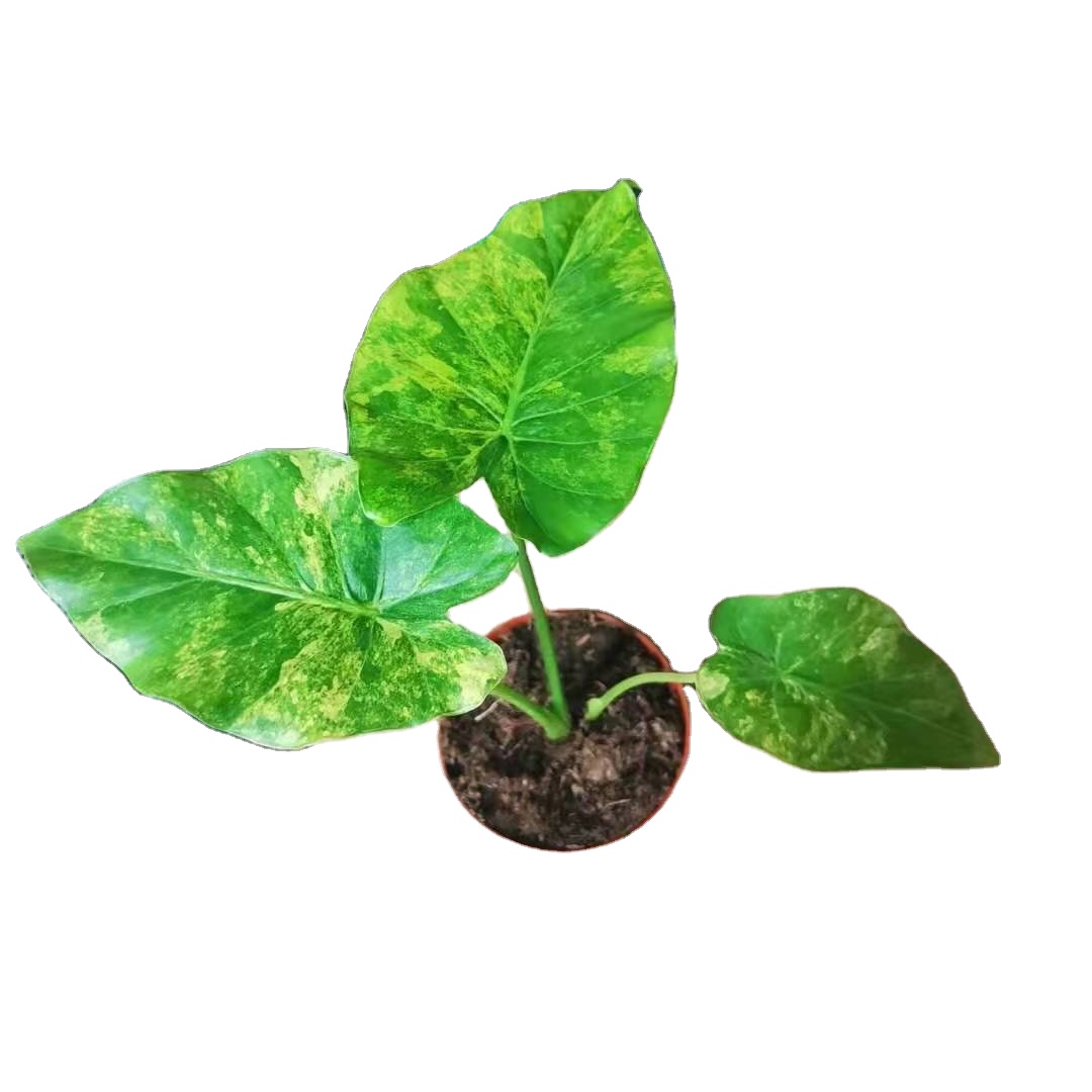Indoor ornament Alocasia gageana aurea of Indoor ornament Supplier