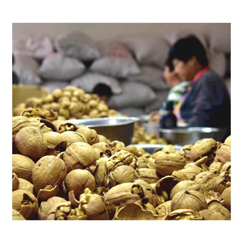 hands cracked walnuts kernel for daily food nuts snacks baking and cooking