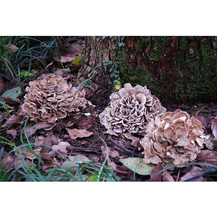 Популярный порошок экстракта грибов Grifola Frondosa Maitake с пользой для здоровья