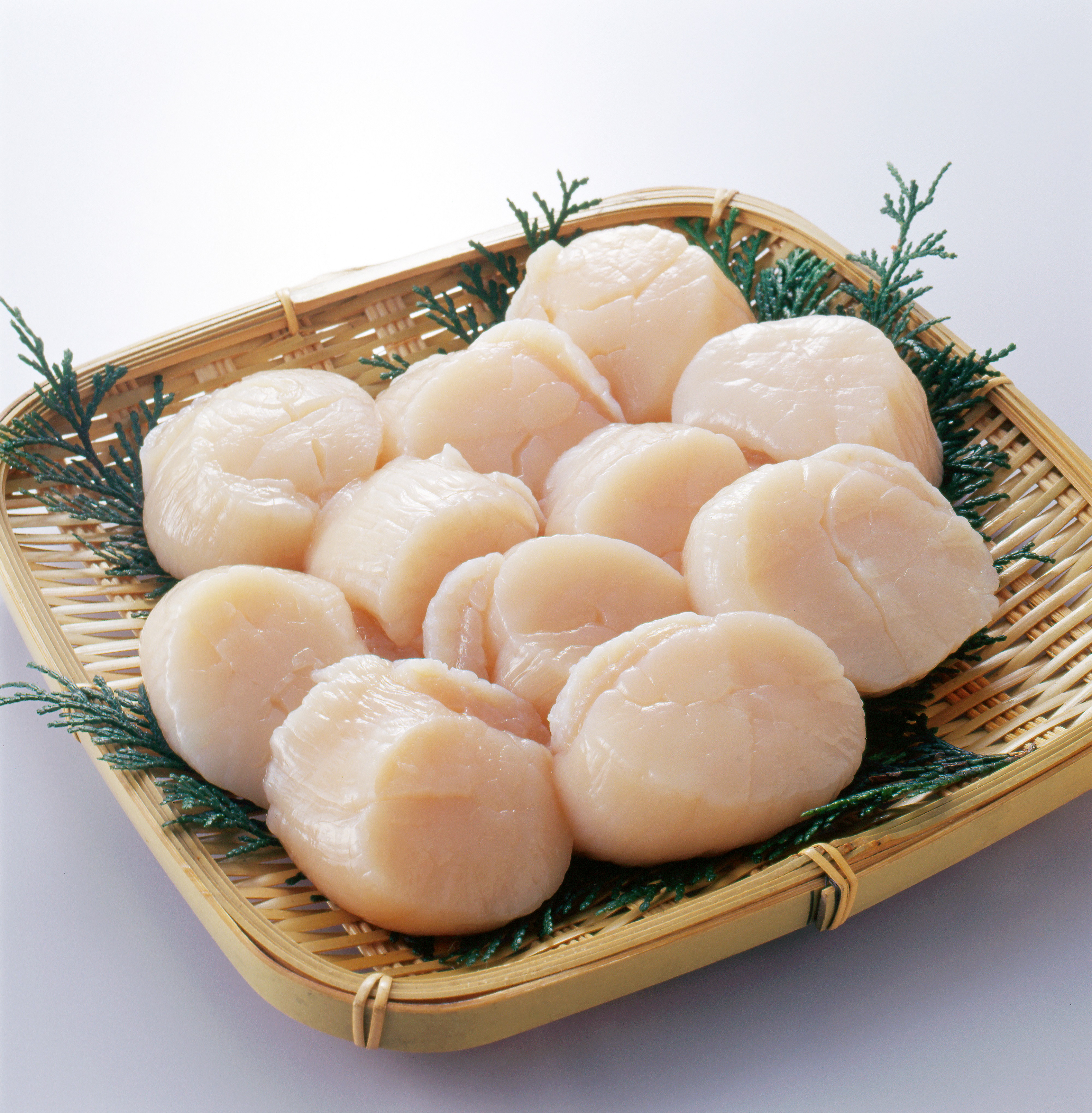 Japanese Scallop