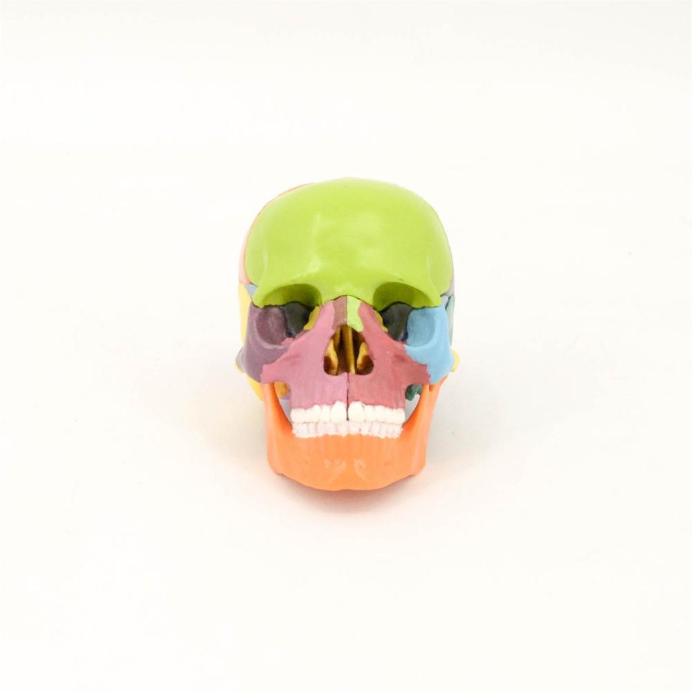 PVC Colored Version 15 Parts Human Skull Model for Education