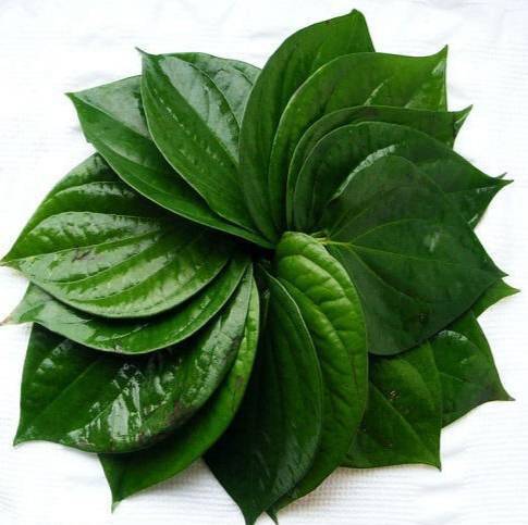 Высшее качество, листья Betel, листья Betel, экспорт, высшее качество, листья Betel из Таиланда