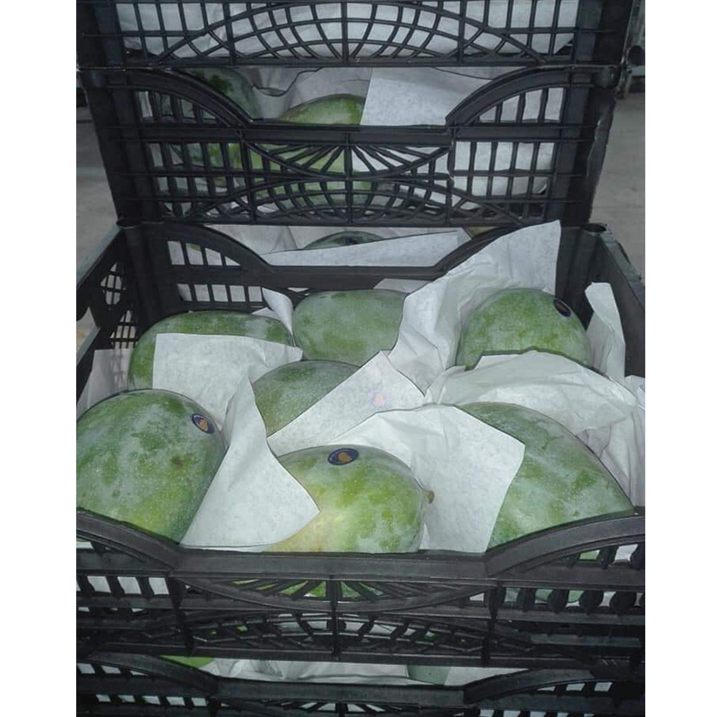 Fresh Tropical Pure Natural Fruit 100% Natural Mango Fresh Fruit Supplier