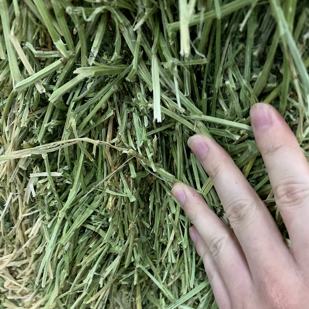 T & H Альфальфа по хорошей цене для продажи
