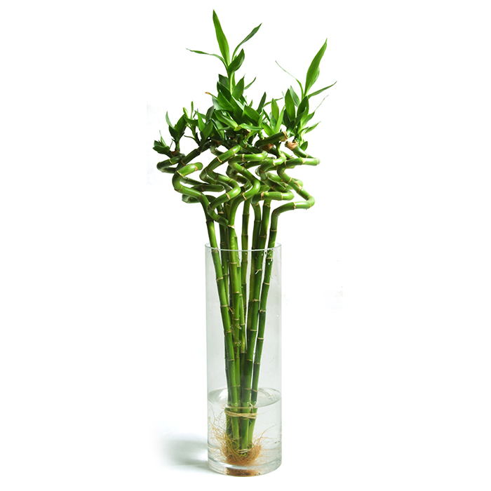 Крытый см 10 см-90 см спираль lucky bamboo/lucky bamboo plant/lucky bamboo