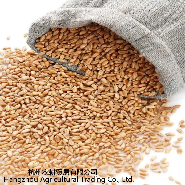 Good Quality Wholesale Seasonal Wheat Fragrant Green Ecological High-quality Wheat