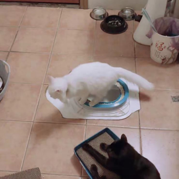 New Style Pet Potty Pad Cat Toilet Trainer Cat Litter Box Toilet Seat 4 Inner Ring Can Be Gradually Less