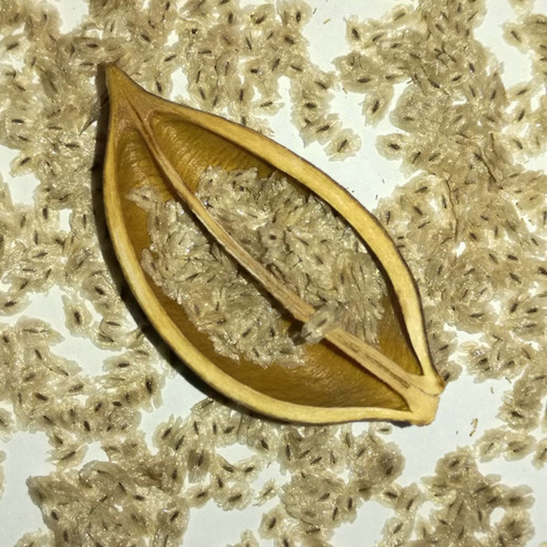 Белое дерево семена. Павлония семена. Павлония войлочная семена. Павловния семена. Дерево Павловния семена