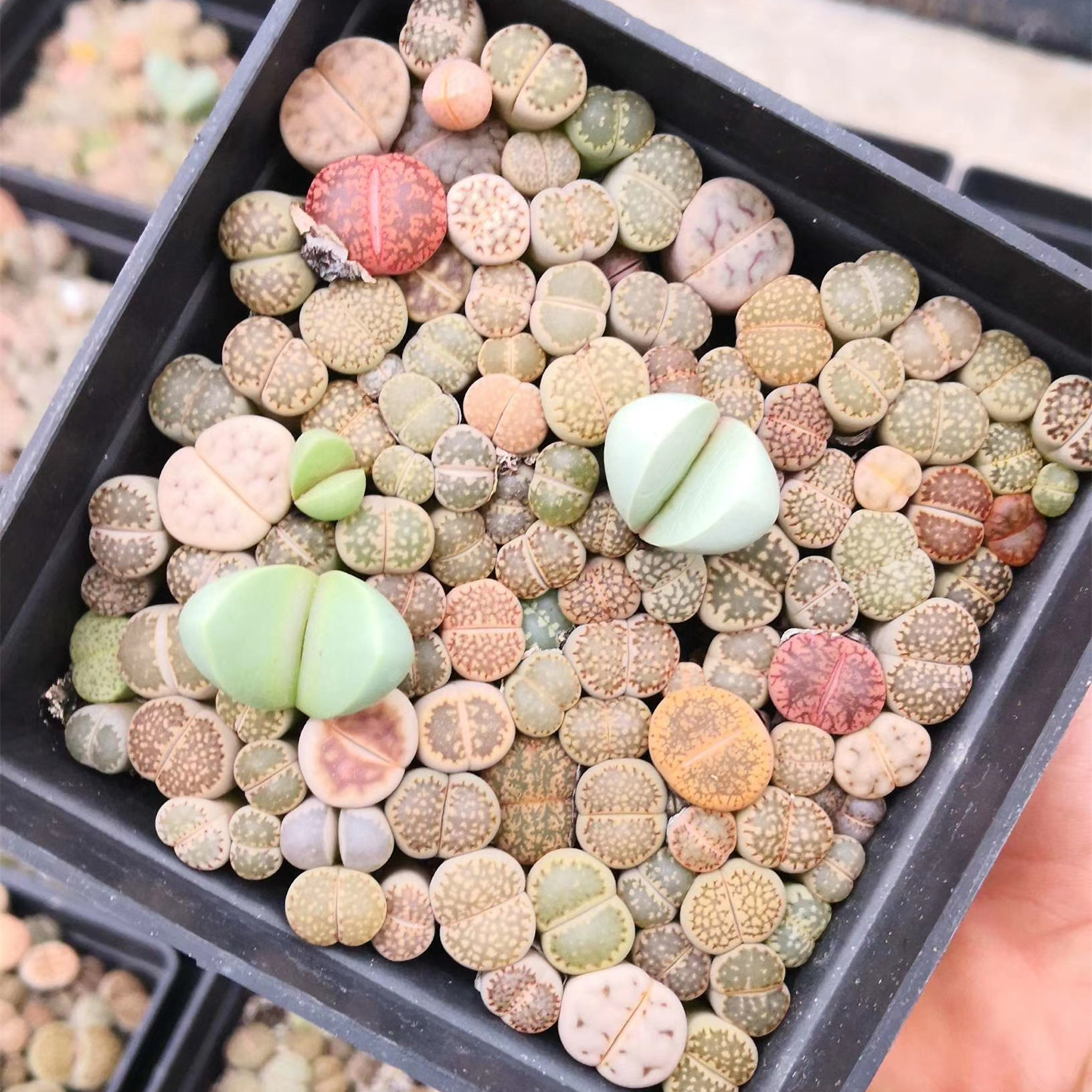Оптовая продажа, низкая цена, варигационные живые растения lithops, цветные мини-литопсы 10*10 см, горшок, живые камни lithops для продажи