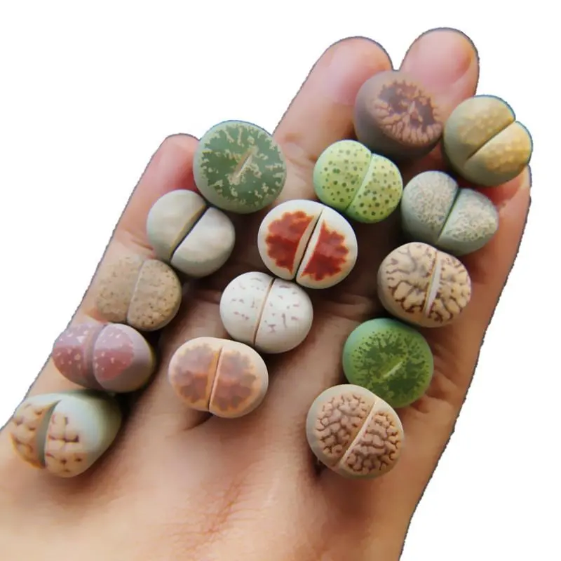 Low price cute mixed color mini Lithops natural live plants real succulent bonsai