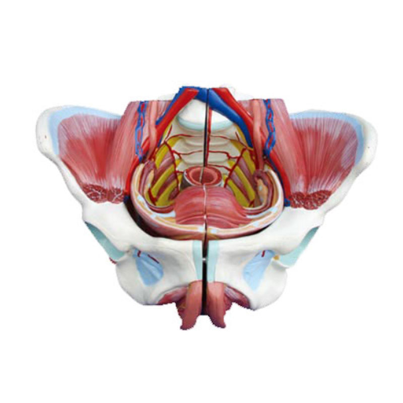 Medical Teaching Female Pelvis with Genital Organs Anatomy Model