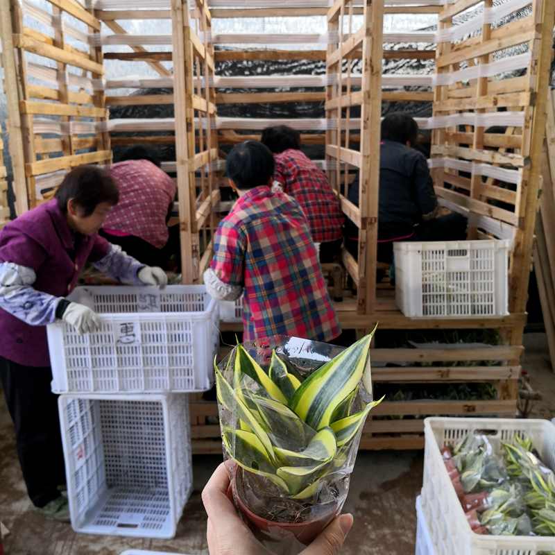 Sansevieria Hahnii, Комнатные растения, пять предметов