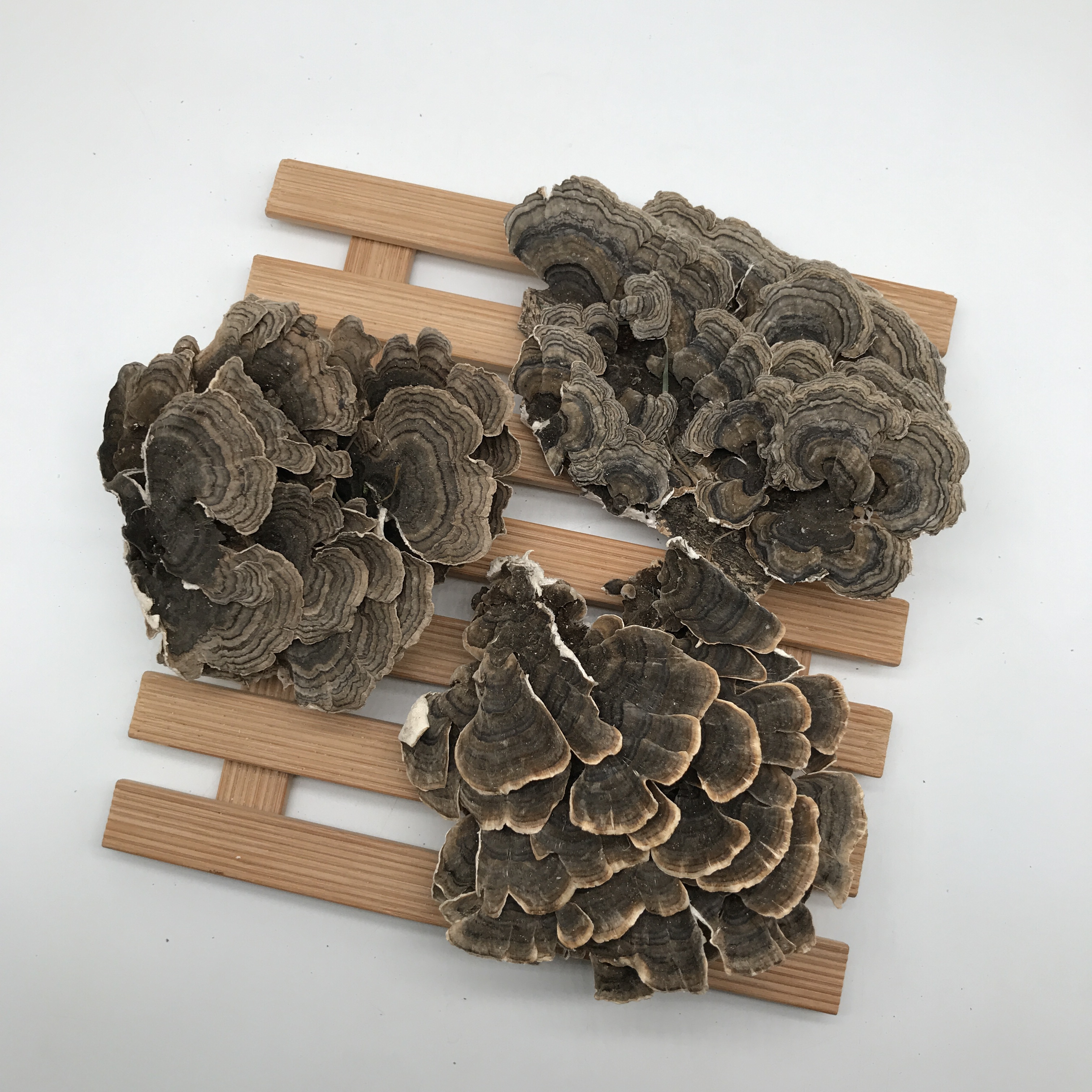 9022 год, Yun zhi, оптовая цена, пищевой класс, сушеный кориолус, Versicolor, китайская трава, радуга, Конк, турецкий хвост, гриб