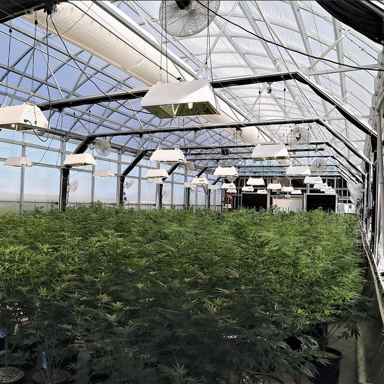 Agricultural Single Span Light Dep Greenhouse Automatic Blackout Greenhouse