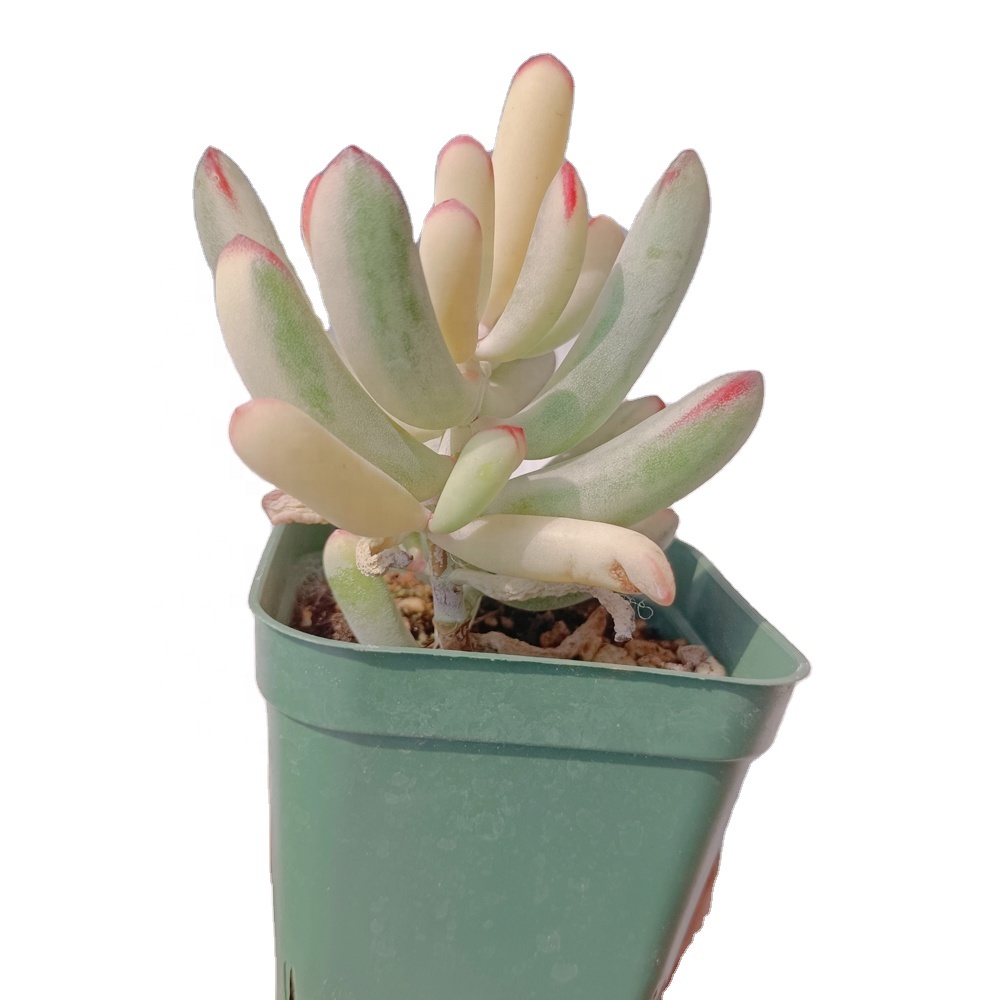 133 Cotyledon разнообразные натуральные суккуленты, Корея, суккуленты, украшение для офиса