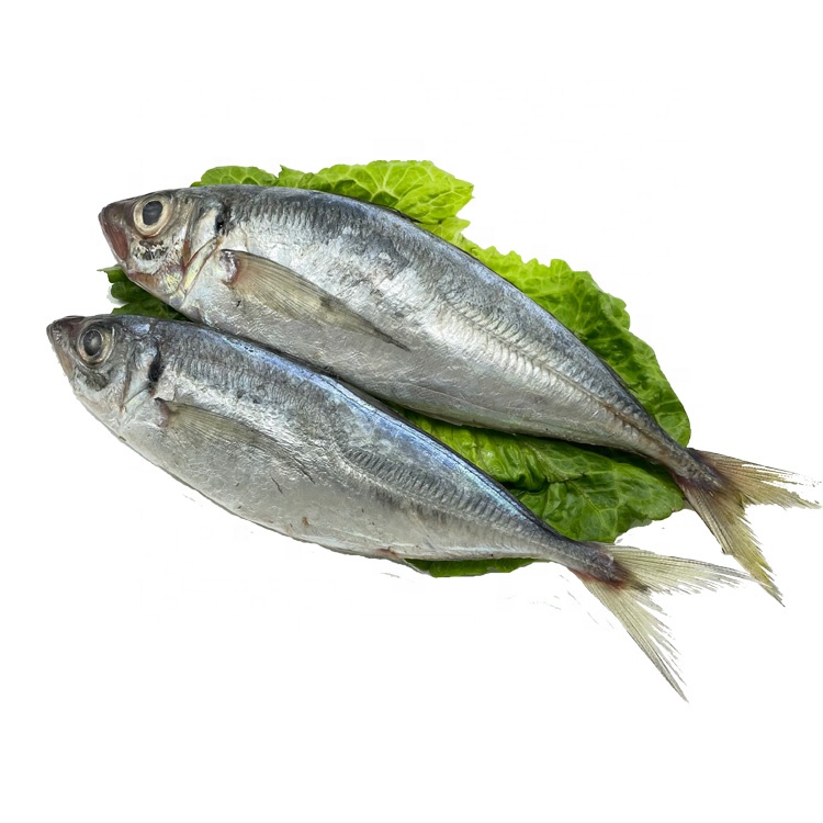 Замороженная круглая лошадиная скумбрия, рыба, цена