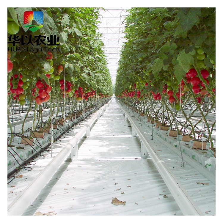 Commercial rock wool vertical hydroponic growing system for tomatoes