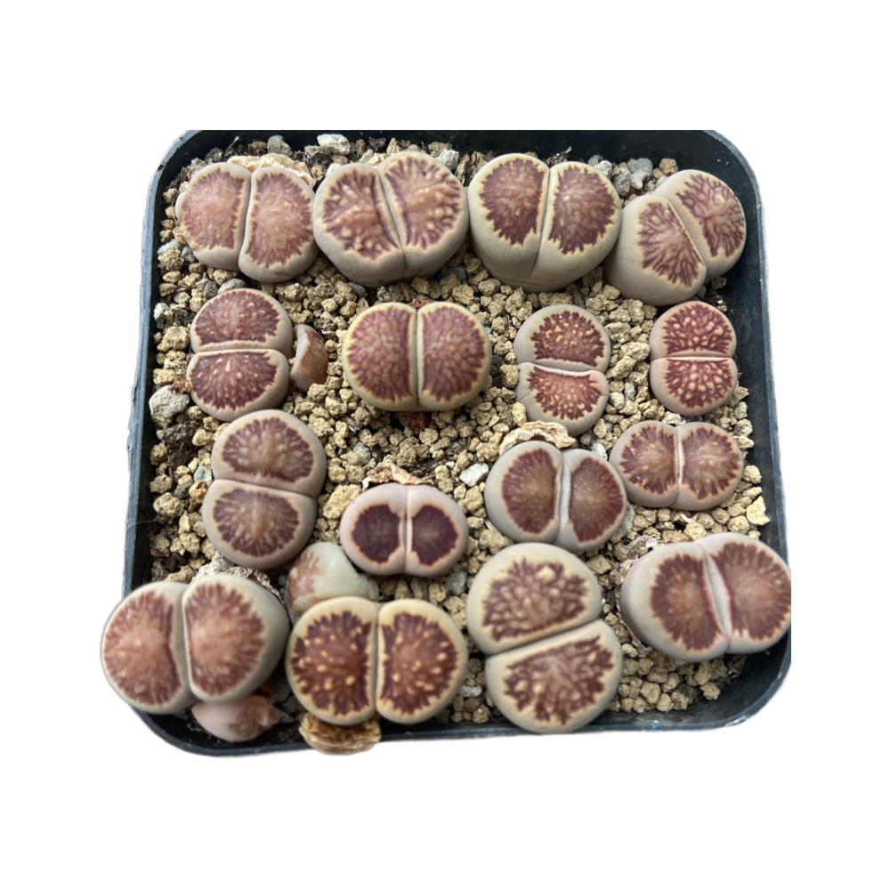 Оптовая скидка 1-3 см комнатное Горшечное растение для суккулентов Lithops