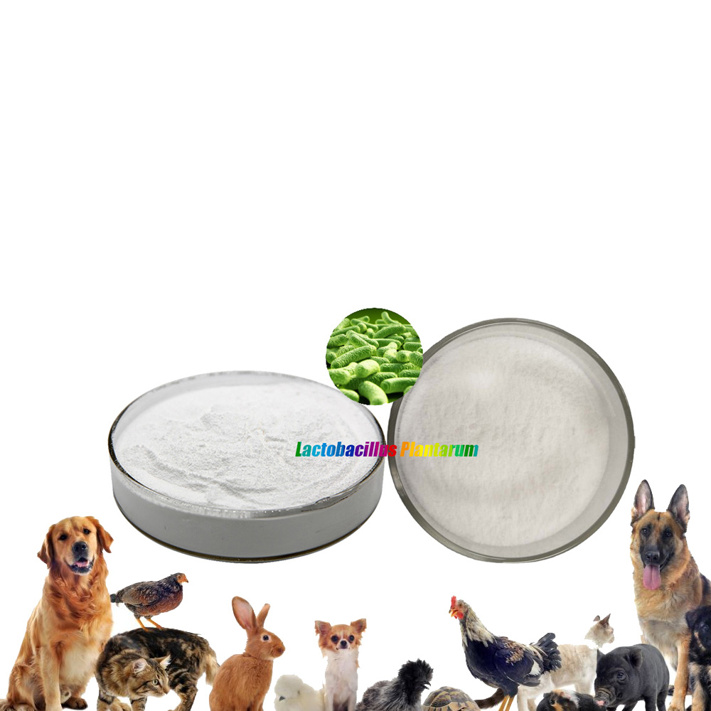 ODM OEM Freeze dried probiotics powder of Lactobacillus plantarum for pet animal food probiotics feed additives