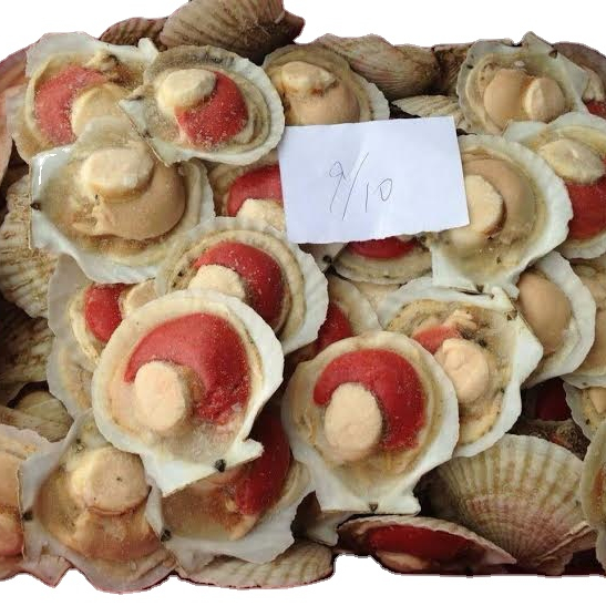 Китай, экспортер, Новое поступление, половина скорлупы, Морской гребешок