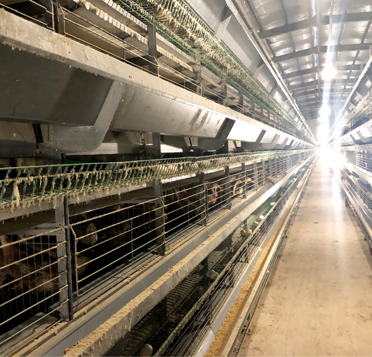 Layer Egg Duck house cages Egg Duck Cage