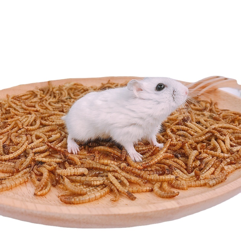 dried and full mealworms for birds and fish