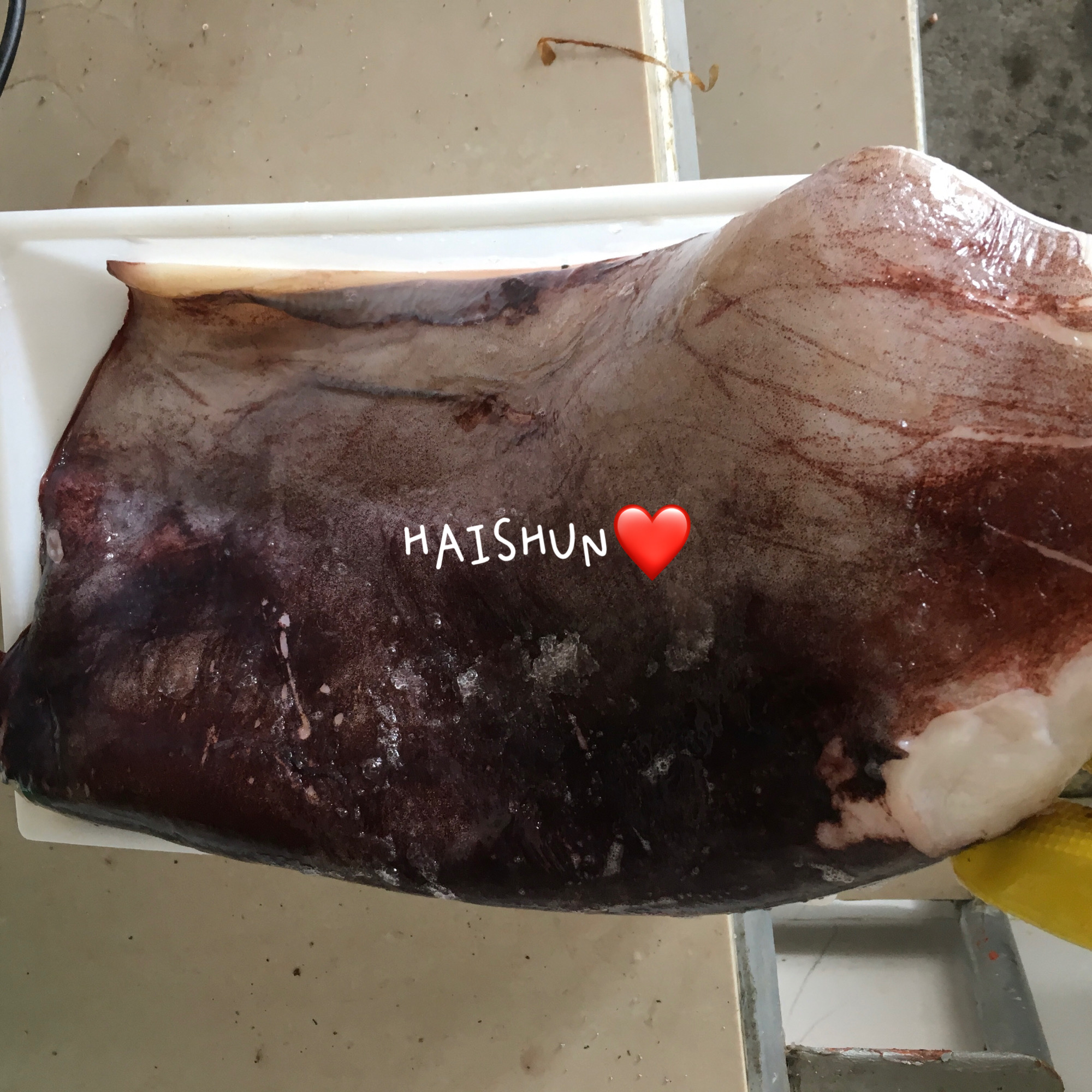 Frozen Indian Ocean Squid Fillets Skin On