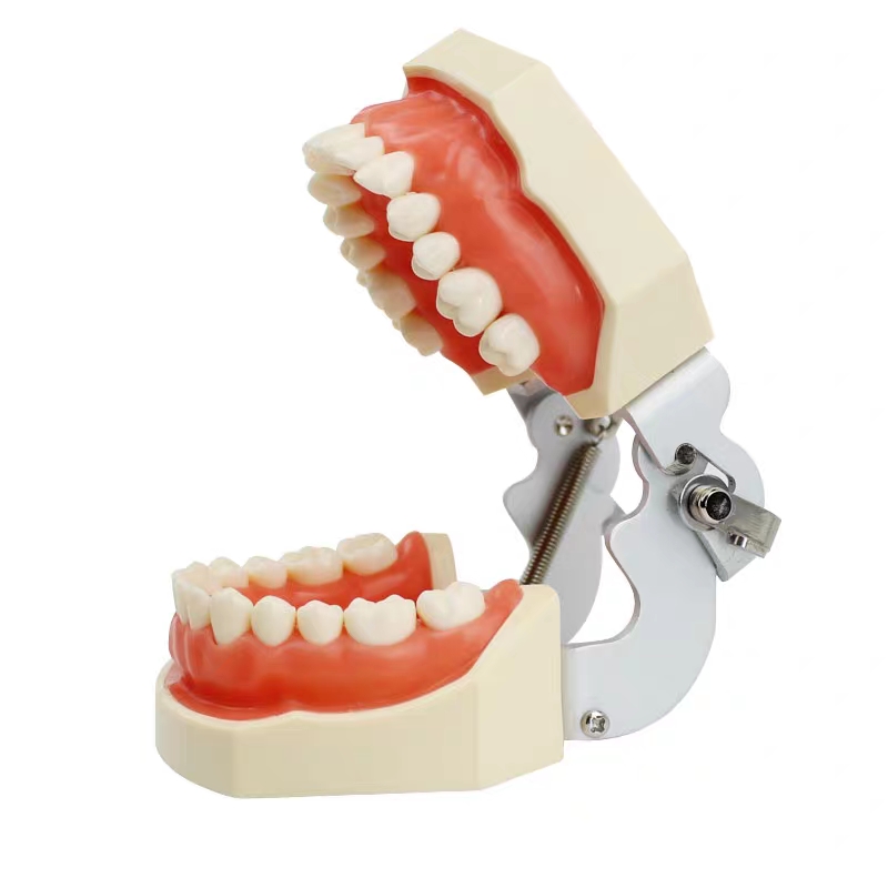 Adult size dental training model,Teaching model of stomatology,Detachable dental teaching model