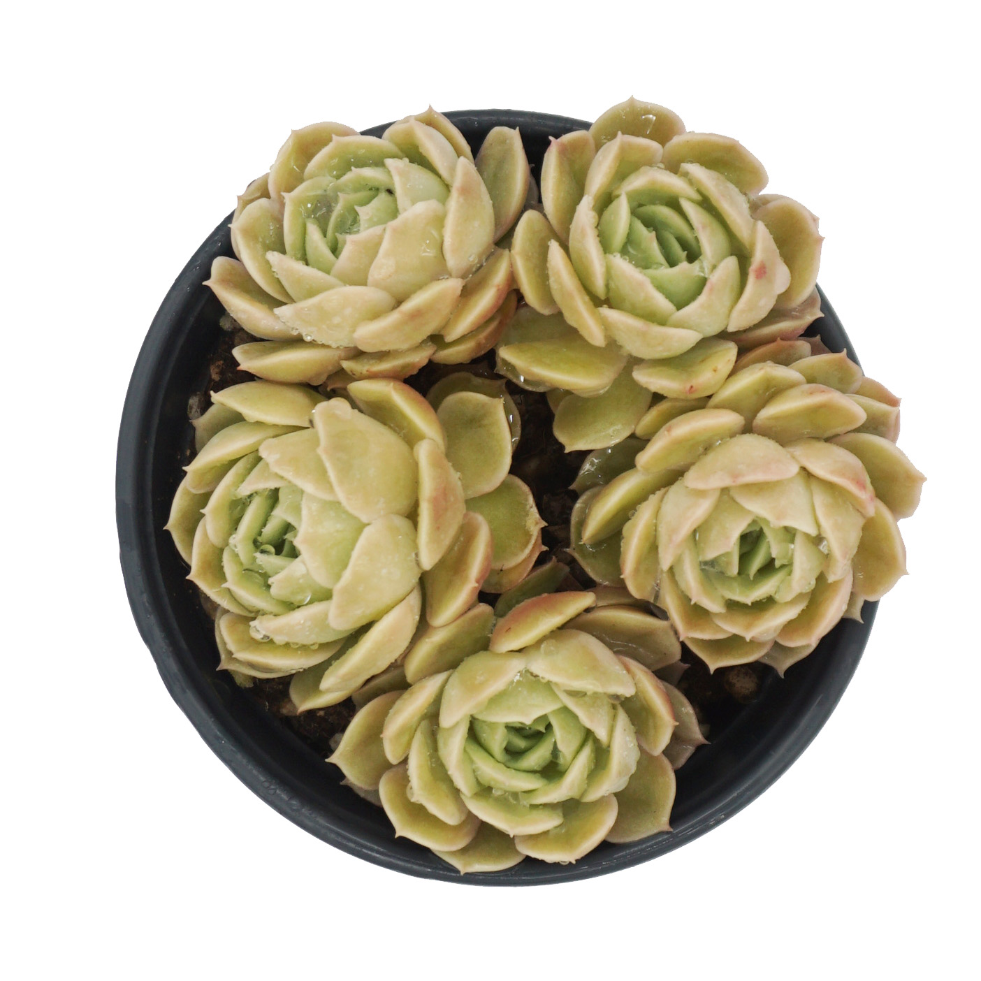 Плантаторы для суккулентов, живые 12 см многоголовочные Echeveria cv. Онслоу