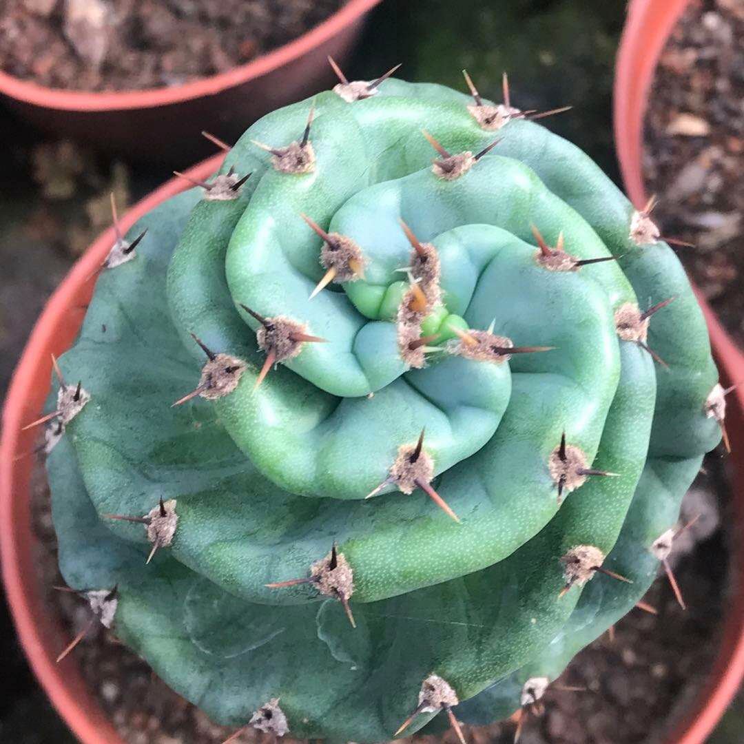 20-30 см спиральный Cereus комнатный суккулент, кактус, растение онлайн