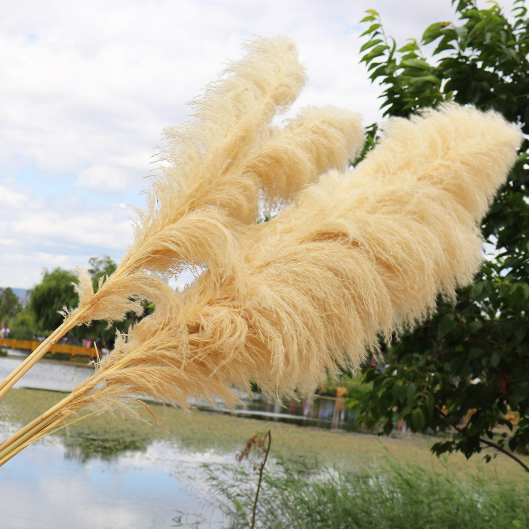 INS hot selling decorative flowers dried ivory cream beige pampas grass decor for wedding