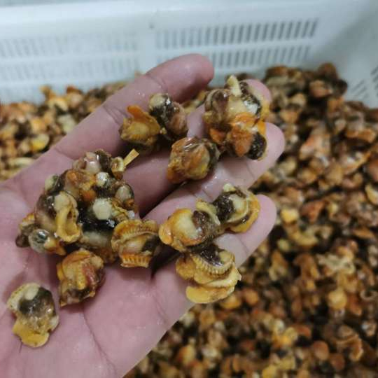 Frozen blood clam meat block no shell