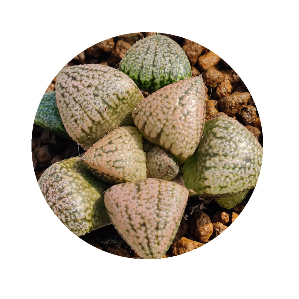 H29 Haworthia Picta «красный рубий», редкие суккуленты, живое растение, 3,5 дюймов горшок, натуральные суккуленты, комнатное растение, бонсай