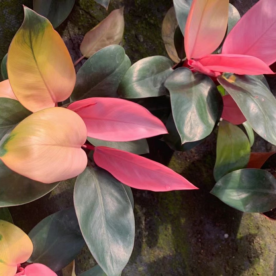 Редкие растения Philodendron розовая принцесса