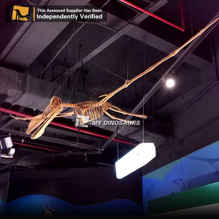 MY DINO DS022 Best Realistic Velociraptor Skeleton Life Size Fiberglass Dinosaur