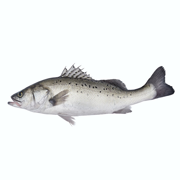 BRICs meeting exclusive China Wumart high quality and best price three off Tongjiang seabass fish