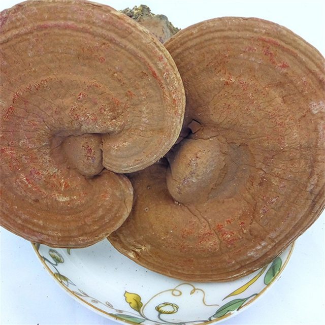 Органические Reishi Ganoderma Treterpenes