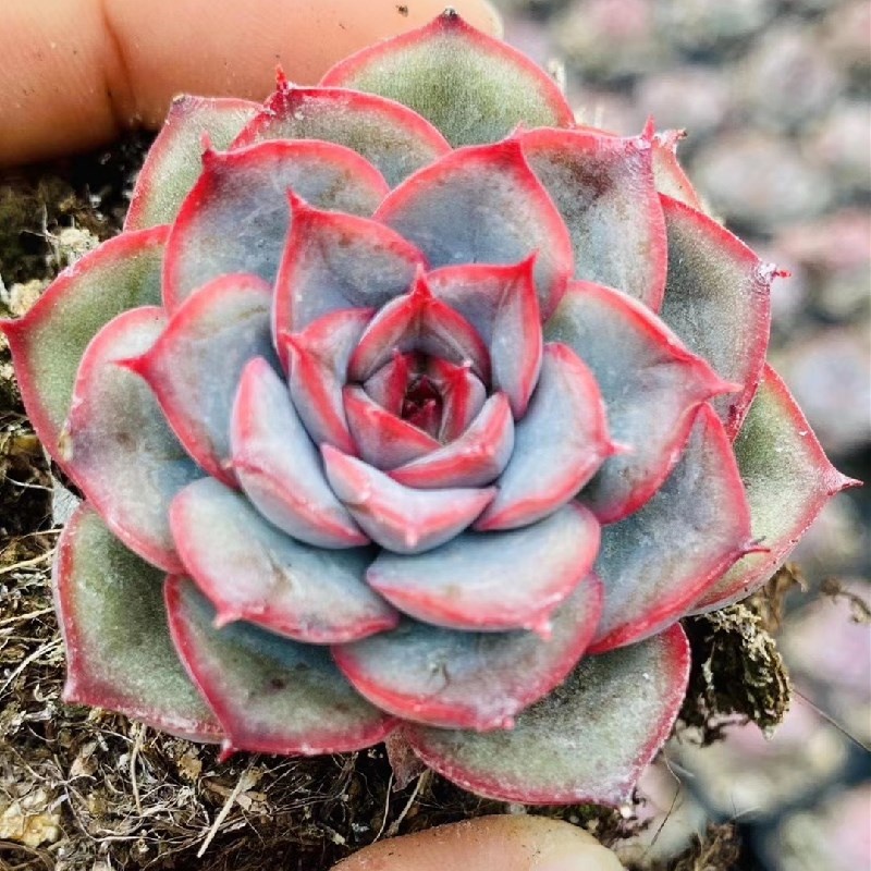 Реалистичные суккуленты Echeveria Orion 1,57 дюйма, комнатные декоративные растения, садовый декор