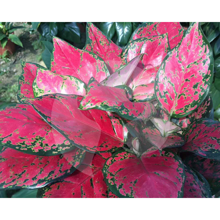 Прямые продажи с завода, саженцы растений aglaonema