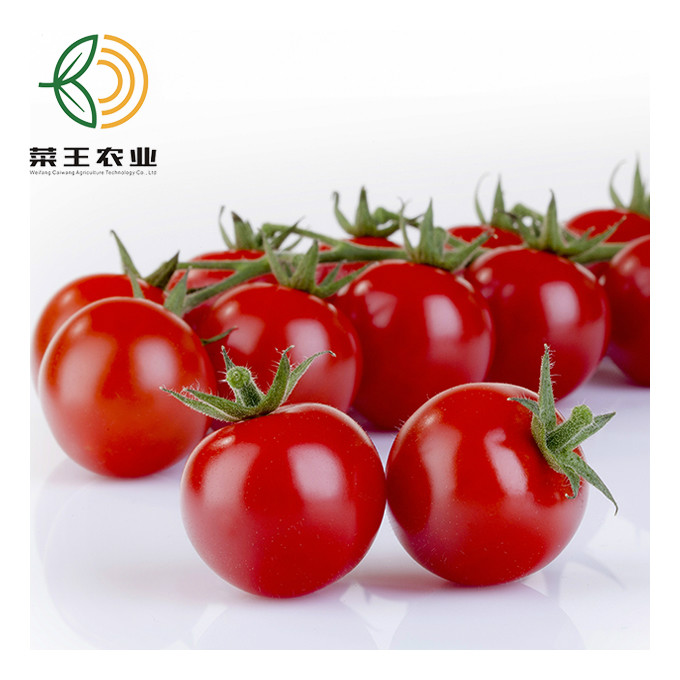Для продажи, хороший вкус, красный свежий помидор-Вишня высокого качества