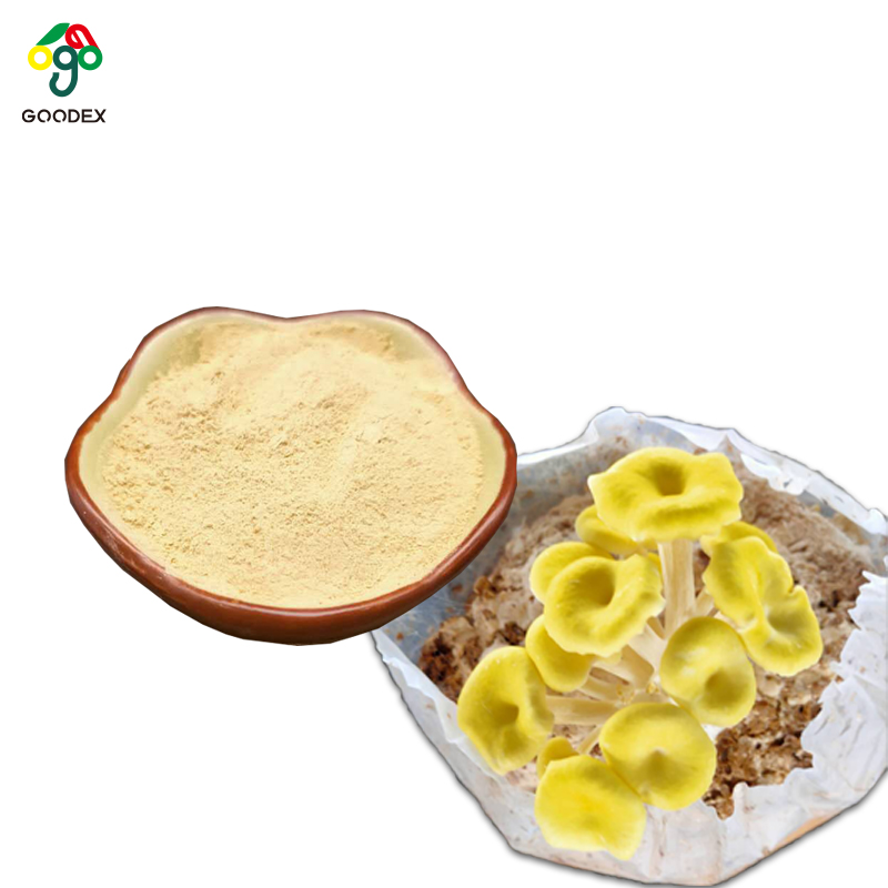 Pleurotus citrinopileatus с церамидом 3%, порошок pleurotus citrinopileatus, золотой гриб