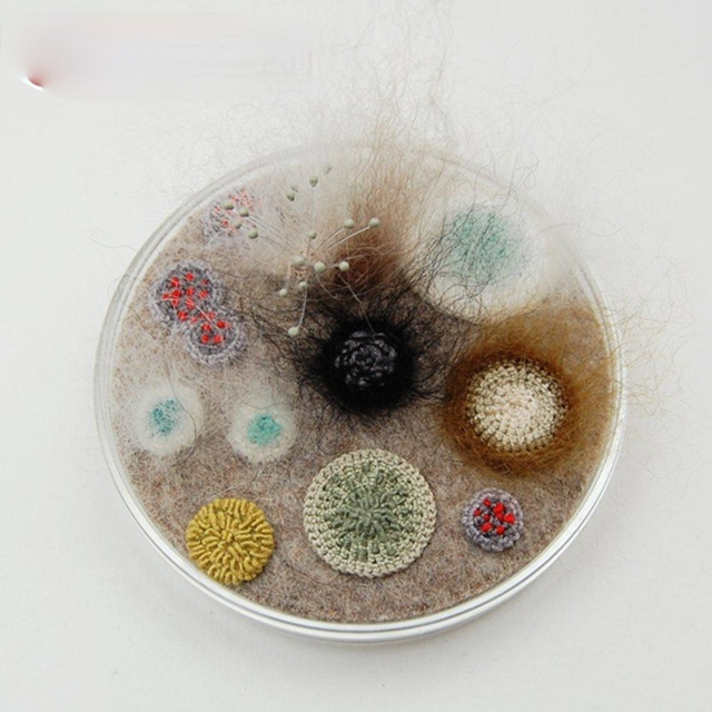 Sterilized Nutrient Petri Dish With Agar for Growing Bacteria