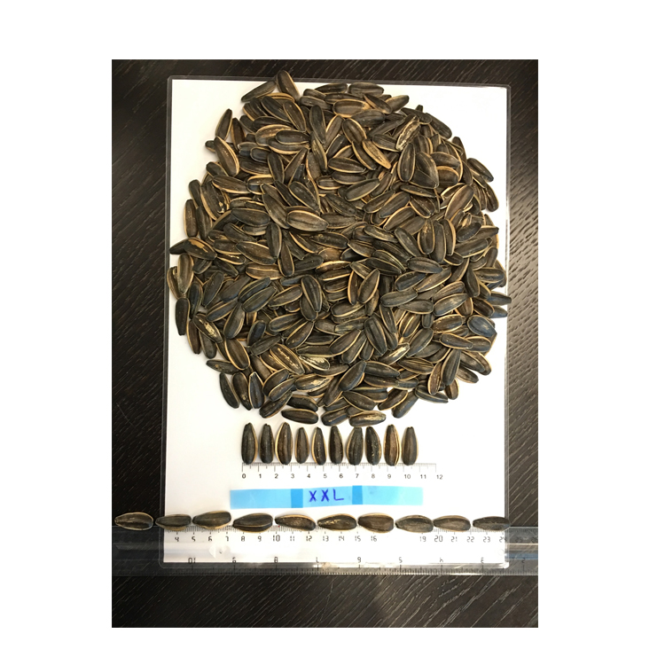 Jaguar XXL Striped Sunflower Seeds Best Quailty Snacks Roasting Sunflower Seed Ton Price Packaging Bulgarian Origin