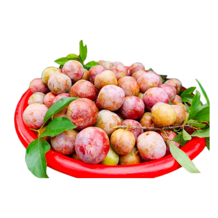 fresh plums delicious Hot selling delicious fruit using for many purposes TCVN packing in carton Asian Manufacturer