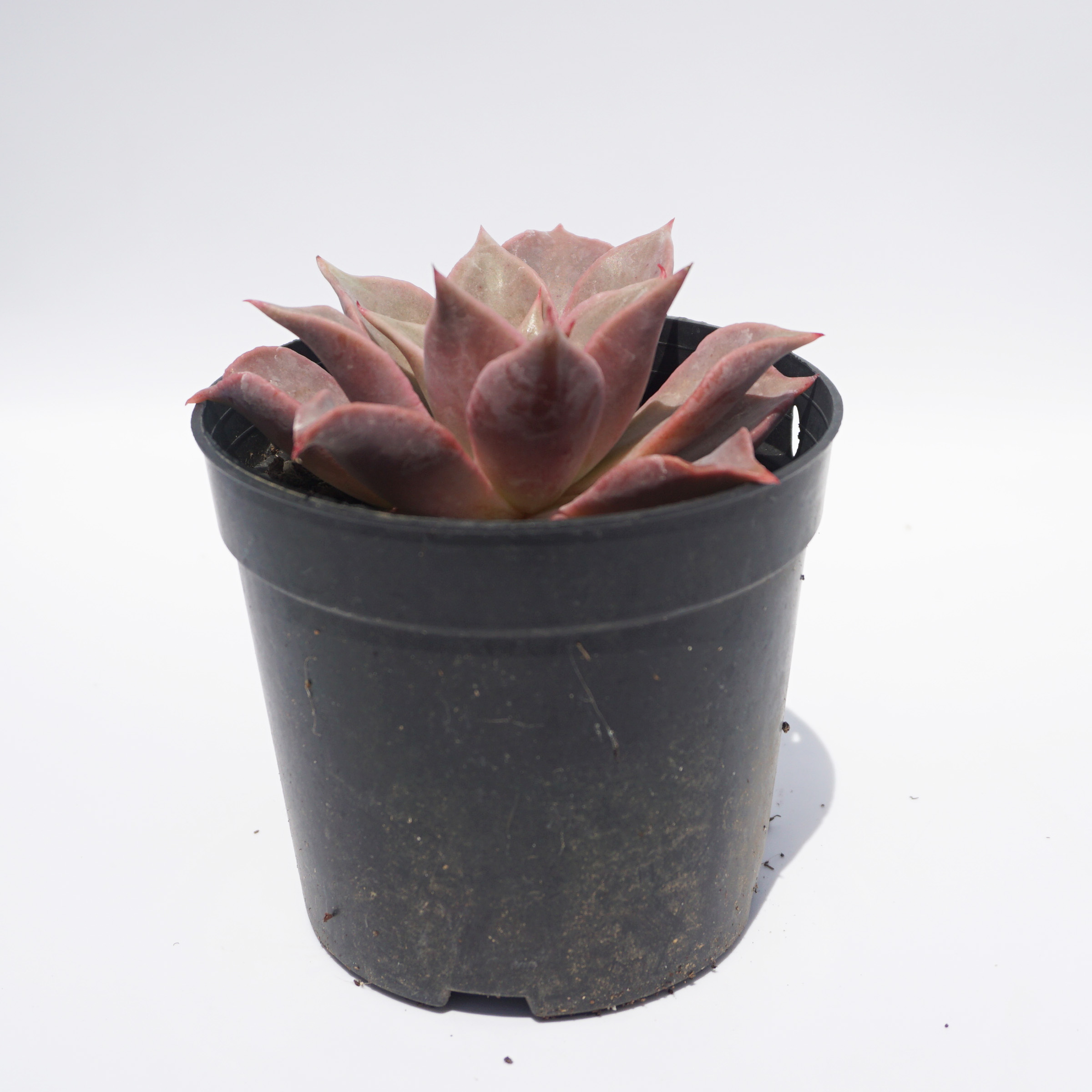 Indoor plants wholesale suculentas natural variegated rare echeveria succulent plants