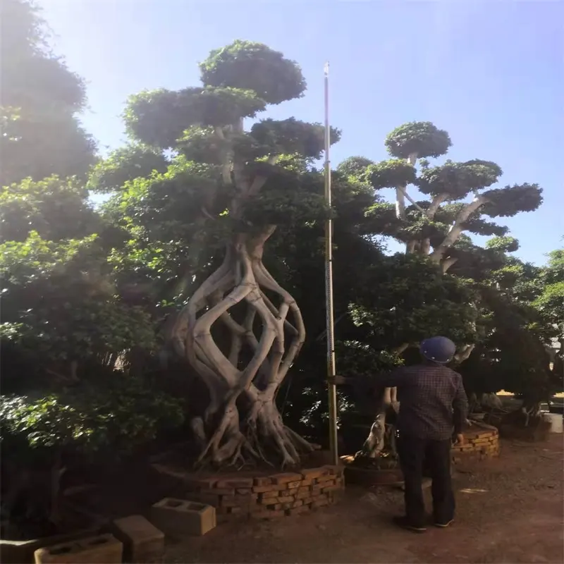 Тропики фикус живые деревья бонсай на большой форме сетки