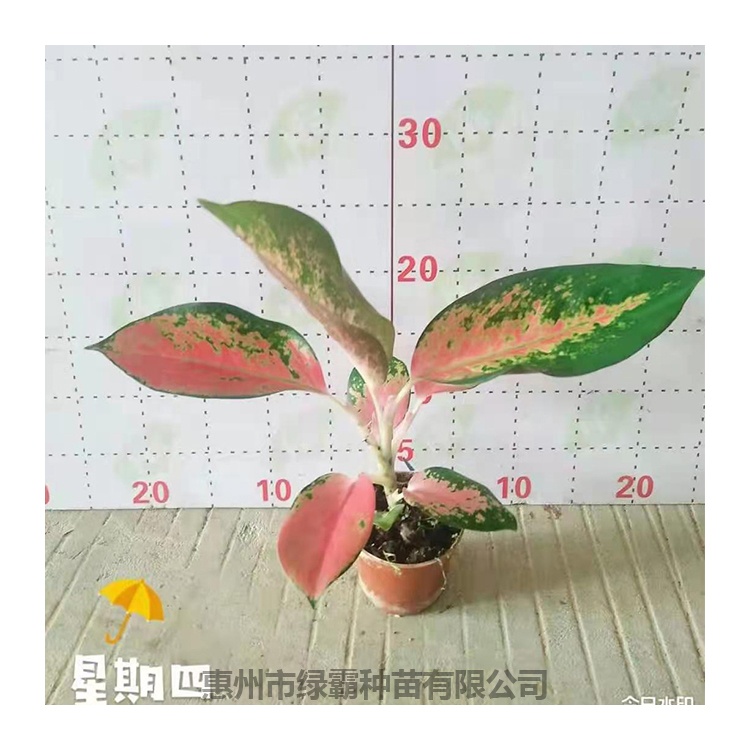 Лидер продаж, популярное натуральное розовое растение philodendron, бонсай